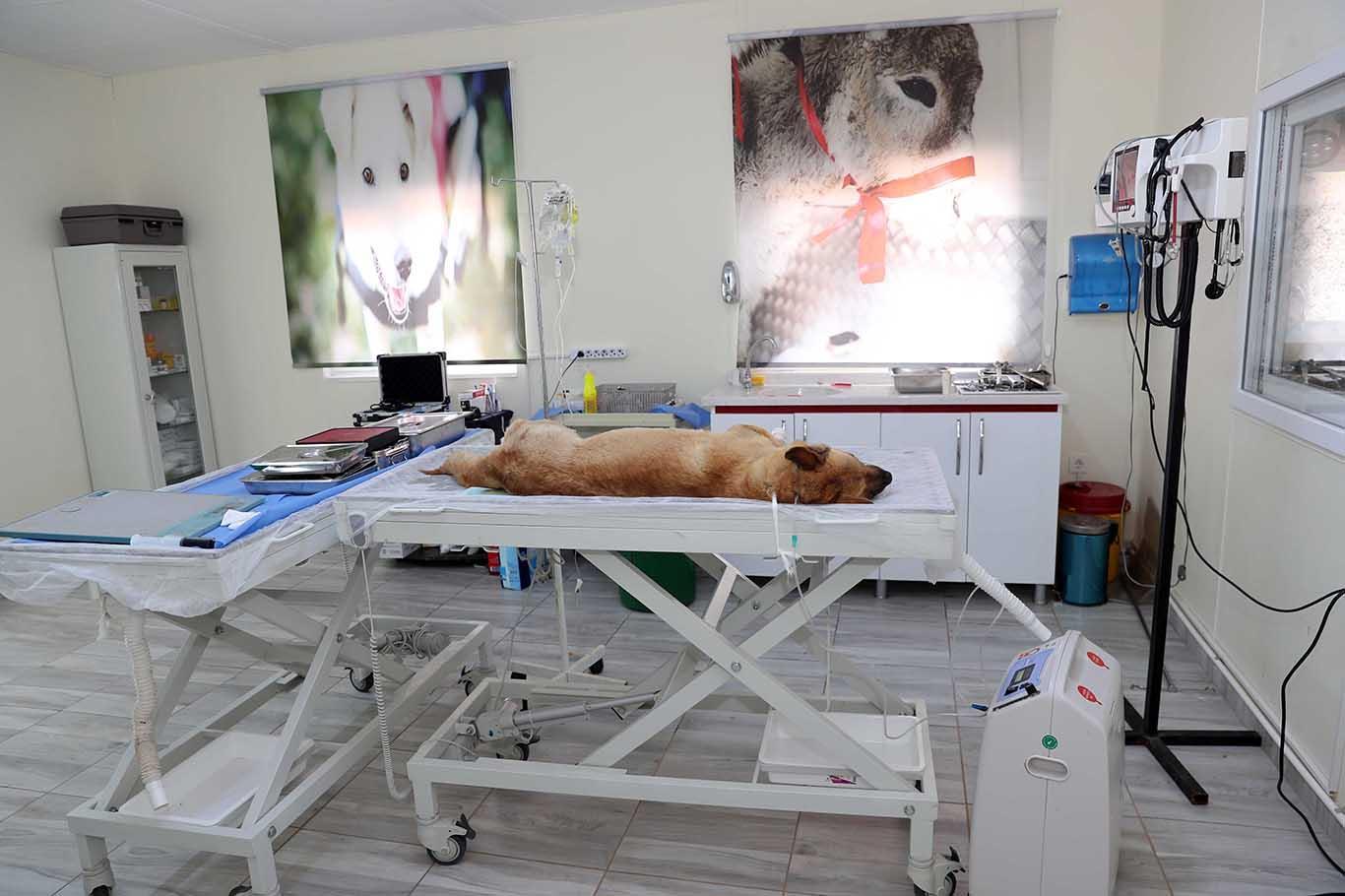Mardin’de 3 ayda 500 hayvan ameliyat edildi